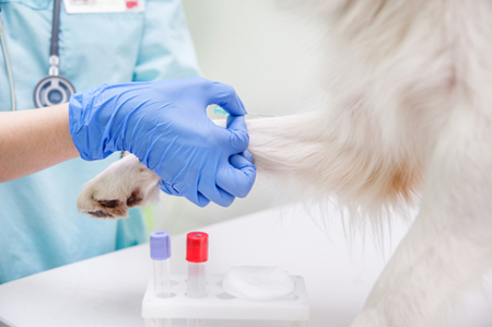 Diagnostic Tools at Westside Animal Clinic | Veterinarian in Spring Hill,  FL | Westside Animal Clinic