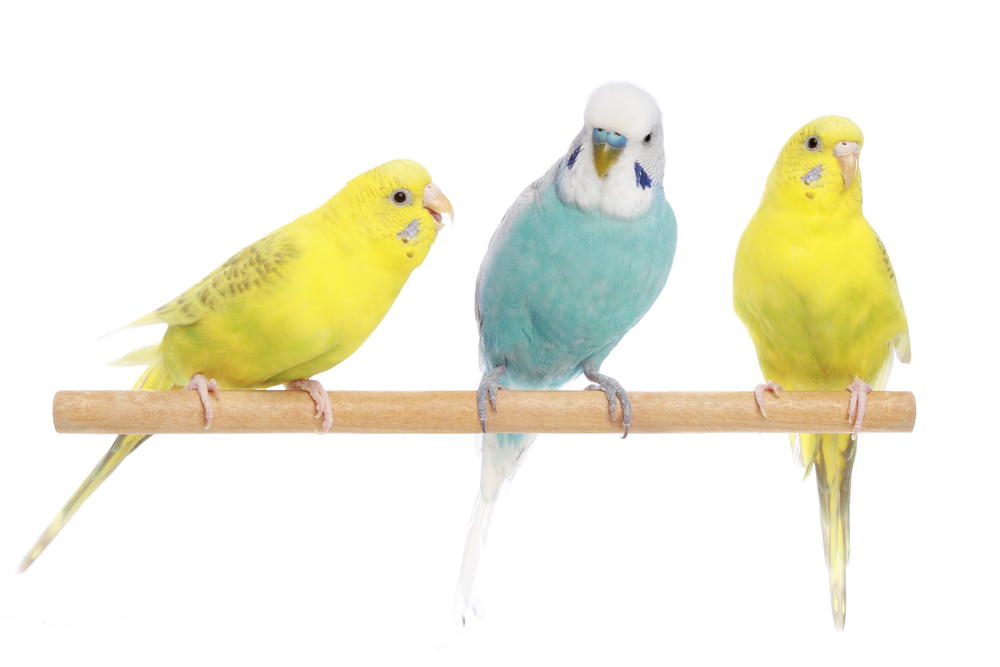 Exotic Pet Care in Spring Hill, FL | Animal Clinic | Reptile | Birds